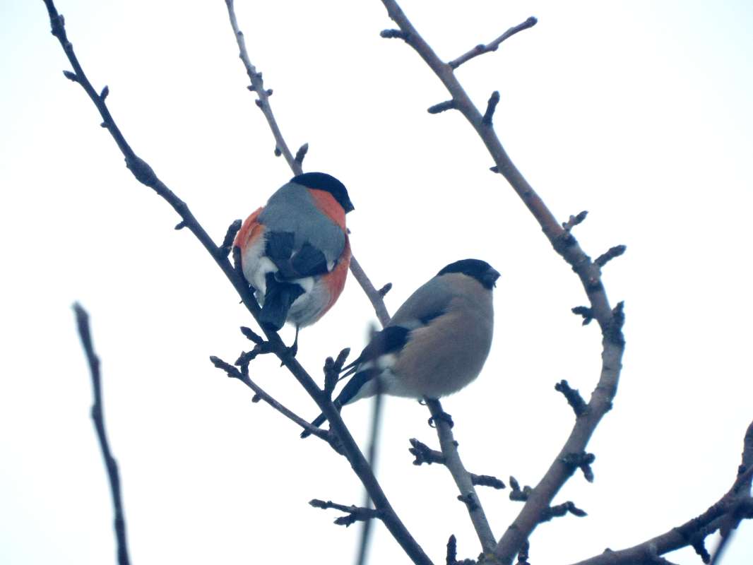 Two bullfinches      PhotoGeek.ru #Животный мир