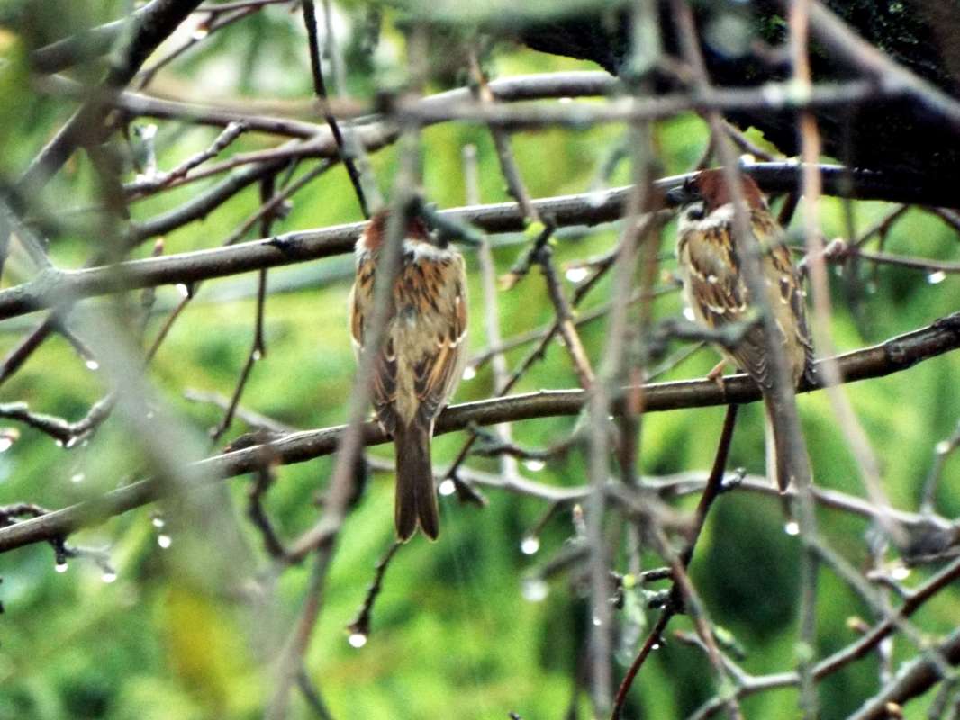 The rain ����� ������ ����  �� PhotoGeek.ru #Пейзаж или природа