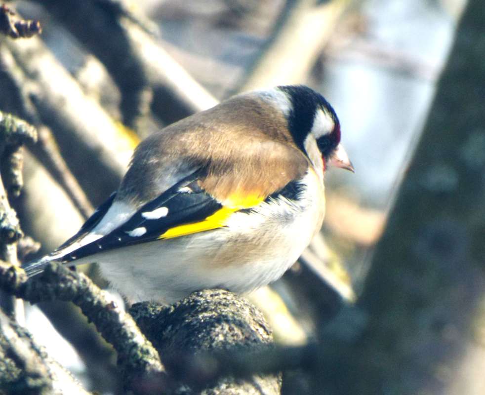 The goldfinch      PhotoGeek.ru #Животный мир