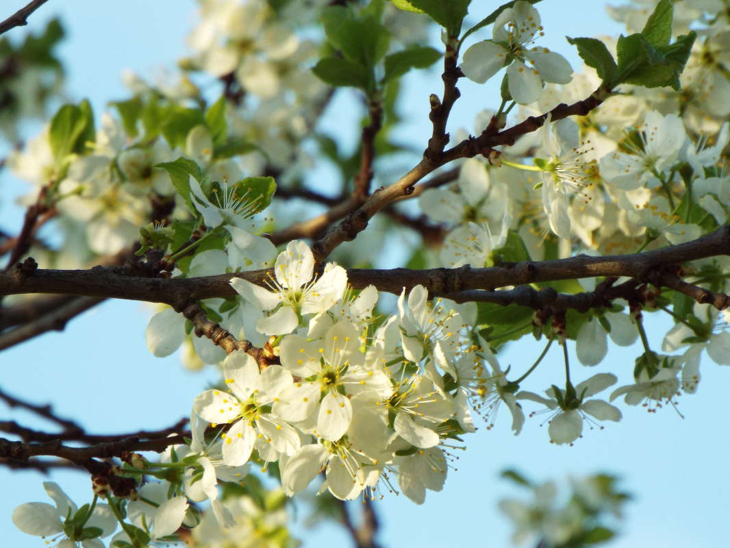 flowering plum      PhotoGeek.ru #Пейзаж или природа