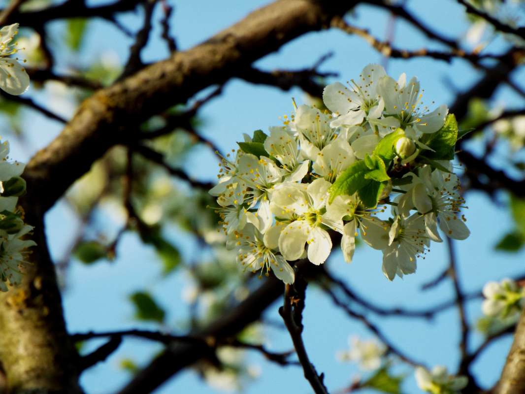 Flowering plum      PhotoGeek.ru #Пейзаж или природа