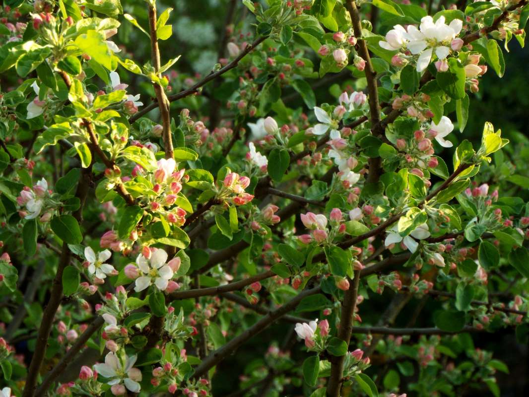 blooming apple-tree      PhotoGeek.ru #Пейзаж или природа