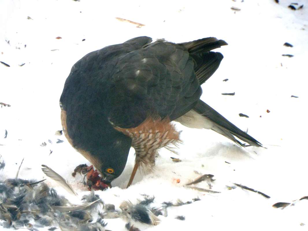 The Sparrowhawk: successful hunting      PhotoGeek.ru #Животный мир