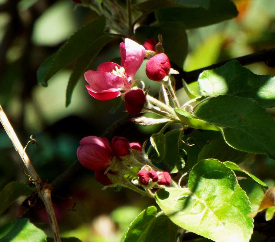 The apple blooms: Redlove Era      PhotoGeek.ru #Пейзаж или природа