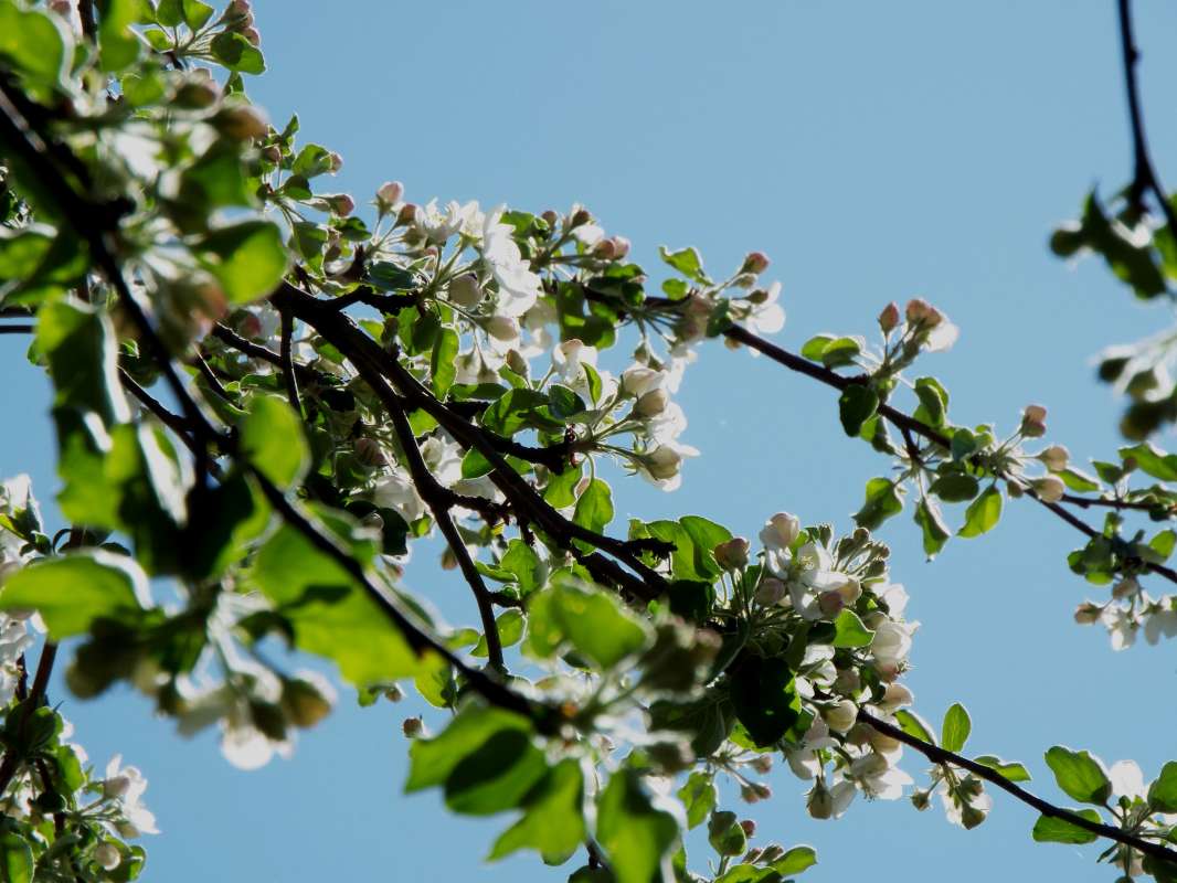 Apple tree branch      PhotoGeek.ru #Животный мир