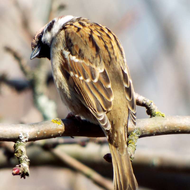 The sparrow      PhotoGeek.ru #Животный мир