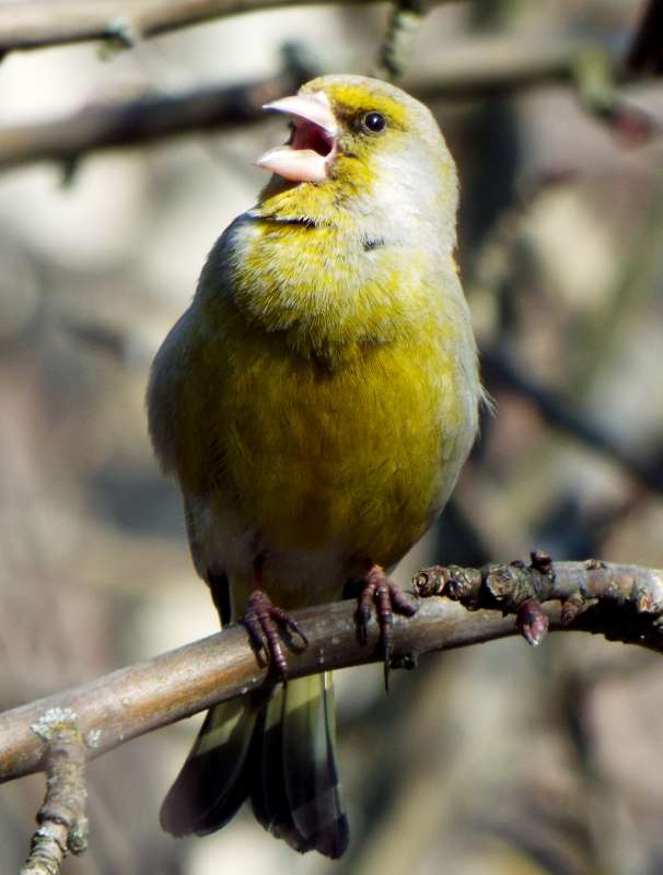 The greenfinch: spring song      PhotoGeek.ru #Животный мир