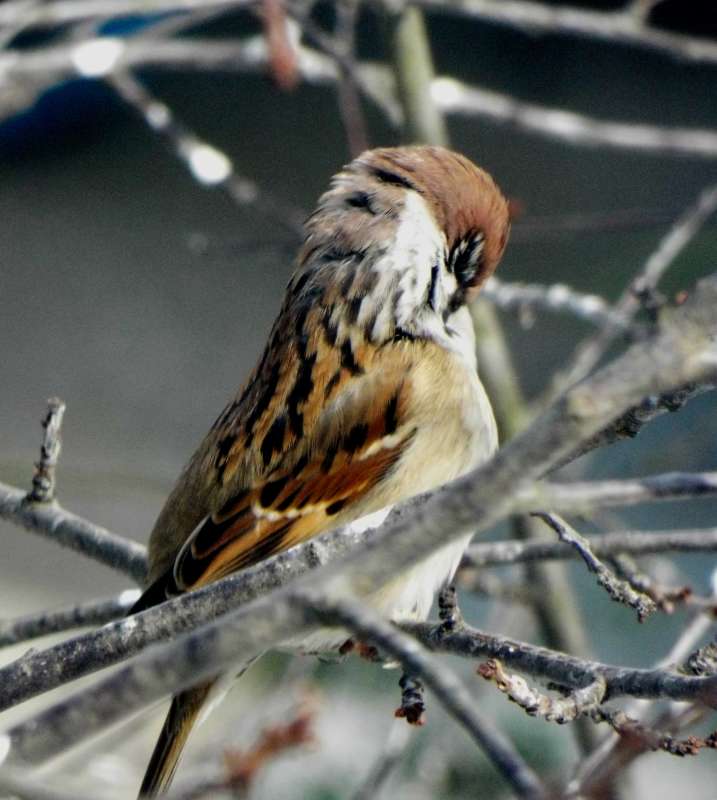 The sparrow      PhotoGeek.ru #Животный мир