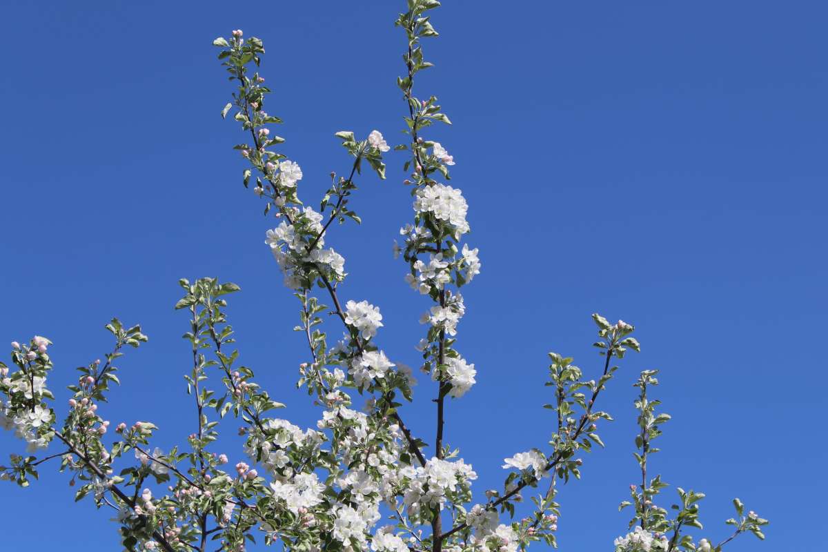 The apple blooms: Antonovka      PhotoGeek.ru #Пейзаж или природа