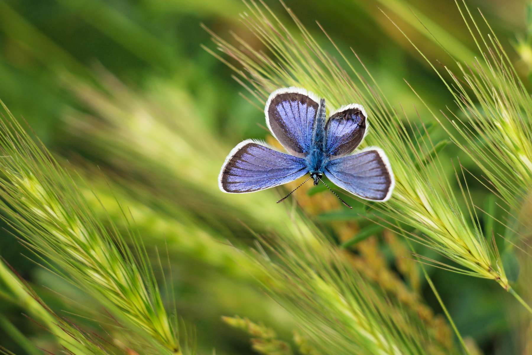      PhotoGeek.ru # #Butterfly #Insects #Nature # # # # # # # # #