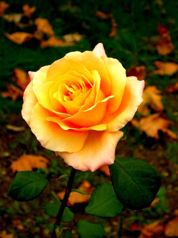 ���� ����� ������� �������� �� PhotoGeek.ru #����� ��������������