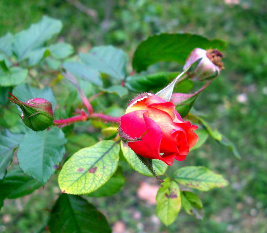 ������� ����� ������� �������� �� PhotoGeek.ru #����� ��������������