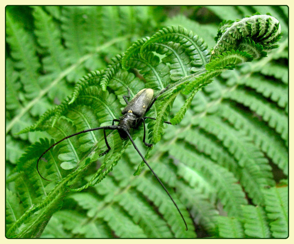 Жук-усач / Жук-усач / Фотография на PhotoGeek.ru