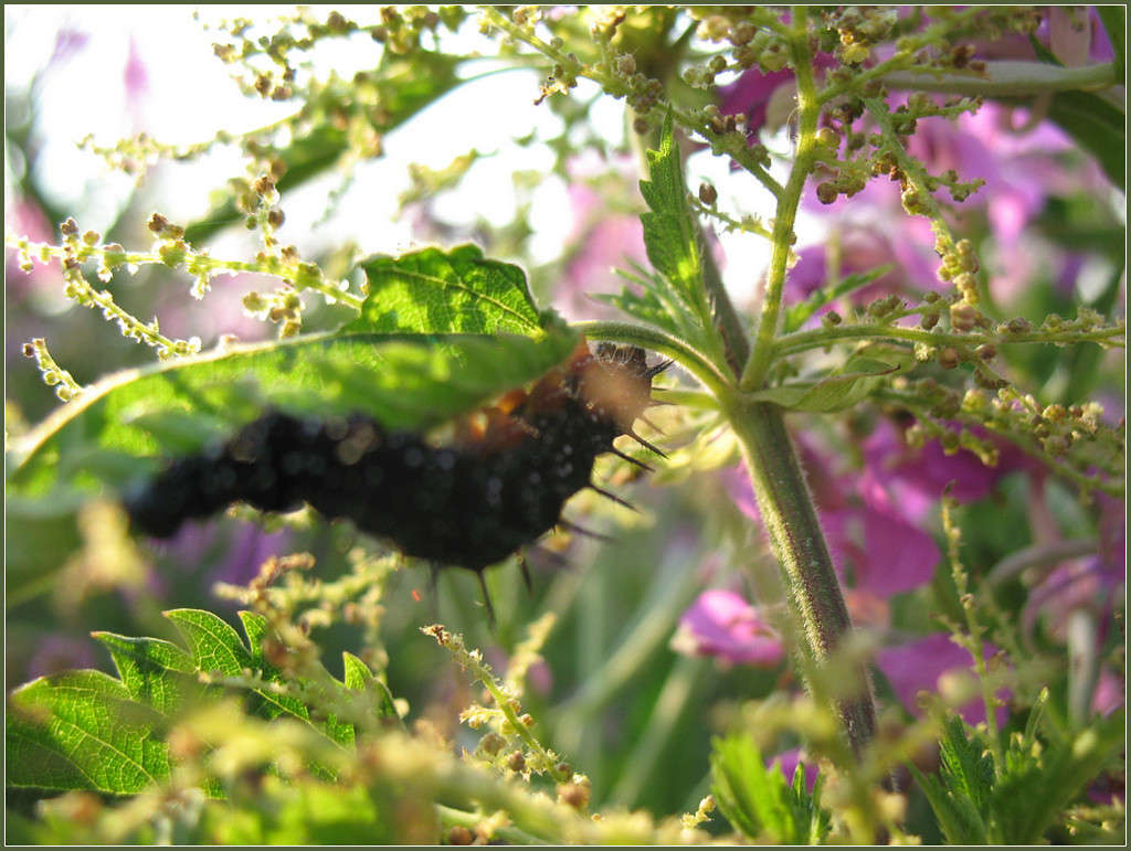 Ҹ���� ������ �������... ����� Pola20  �� PhotoGeek.ru #�������� ��� #������ ��� ������� #��������� #���������