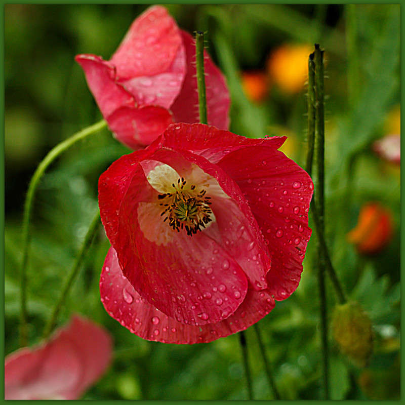 ���� ��� ����� 2 ����� Pola20  �� PhotoGeek.ru #������ ��� ������� #����� ��������������