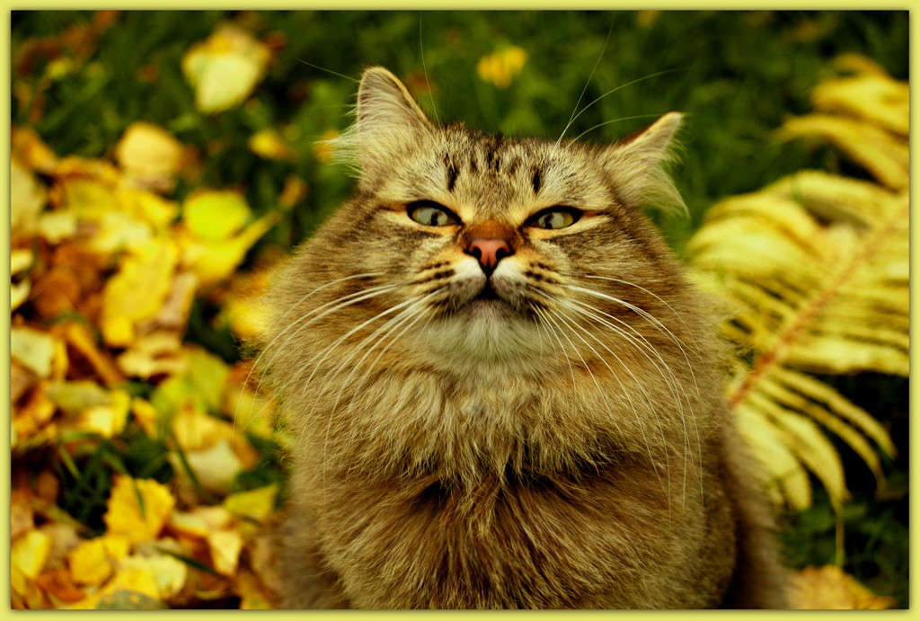 �������))) ����� Pola20  �� PhotoGeek.ru #�������� ��� #������� #�������� ���