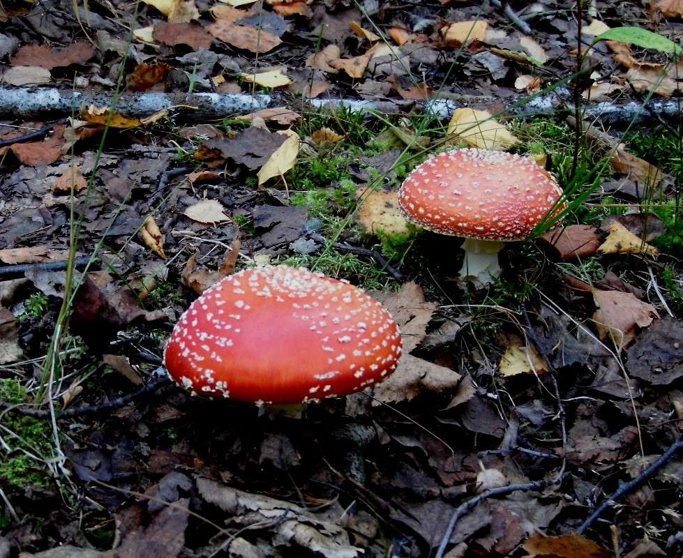 ������ ����� ������� ����� �� PhotoGeek.ru #������