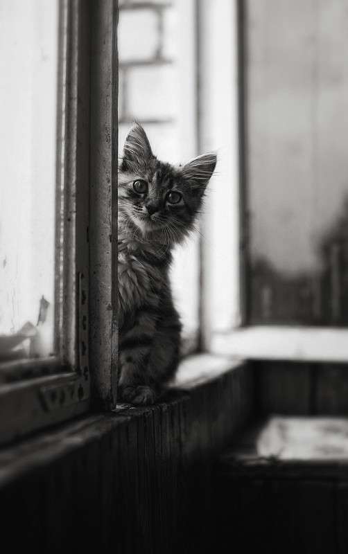 ���� ����� Pierrot  �� PhotoGeek.ru #�������� ��� #�����-�����