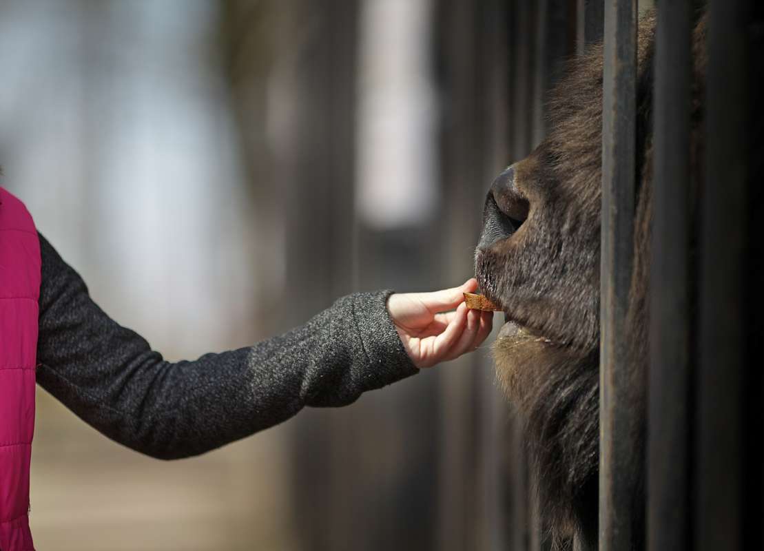 Девочка кормит зубра автор Павел Помолейко на PhotoGeek.ru #Животный мир #Arrivary #Cage #Girl #Zoo #Девочка #Девочка кормит зубра #Зоопарк #Зубр #Рука #Человек