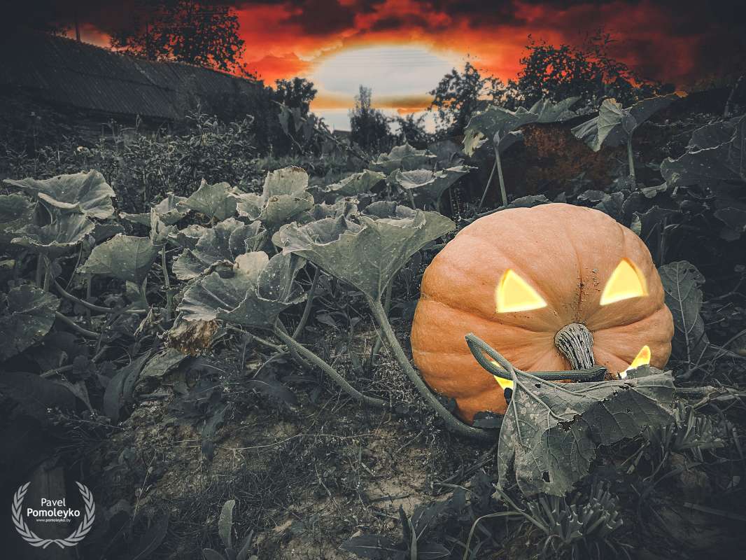 .      PhotoGeek.ru #  #Gourd #Helloween #Pomoleyko #Pumpkin #  # #  # #