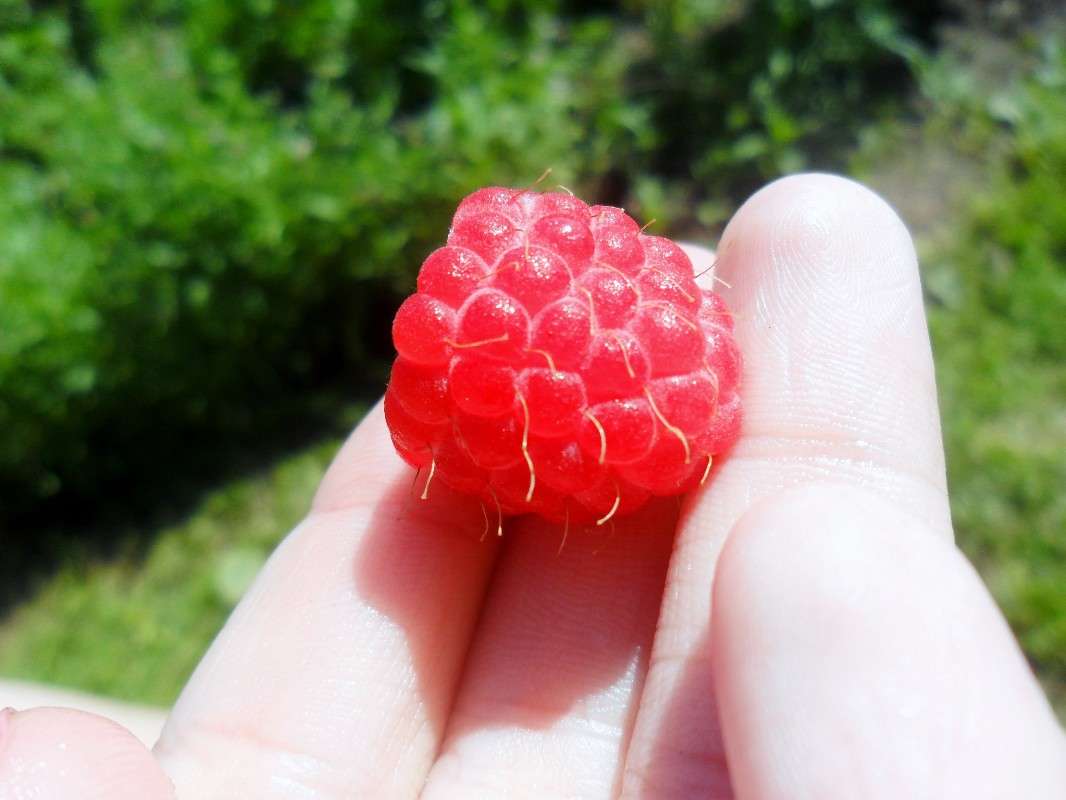 Fresh raspberry  Pauline Richie  PhotoGeek.ru # # #  