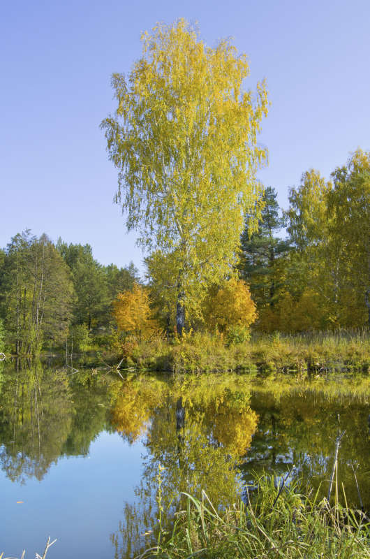 Осенняя зарисовка автор Анатолий Васильев на PhotoGeek.ru #Пейзаж или природа #Зарисовки #Среда обитания
