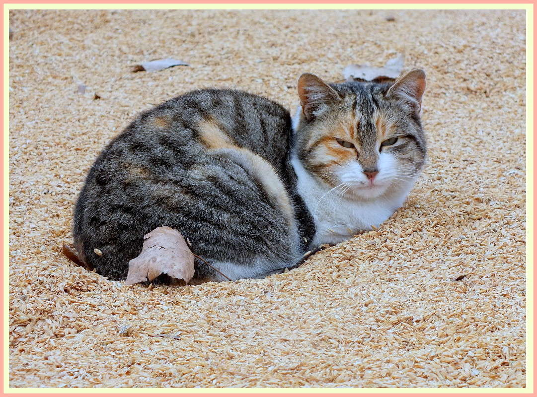 ... ����� �����  �� PhotoGeek.ru #�������� ���