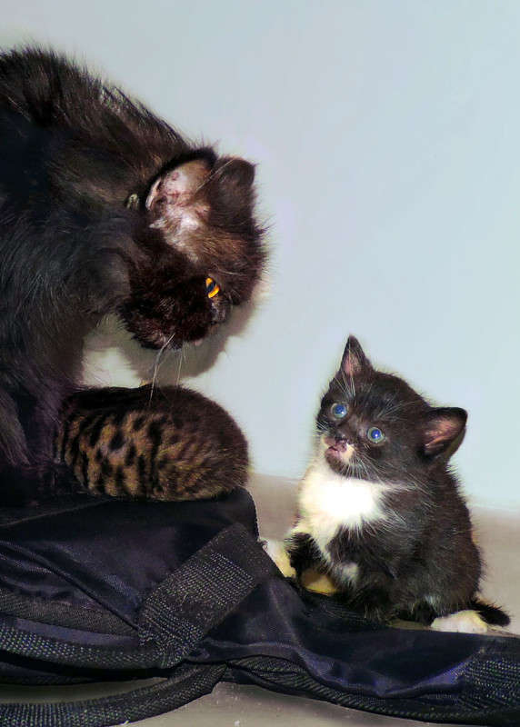 �������������� ������ ����� Ron Levi �� PhotoGeek.ru #�������� ���