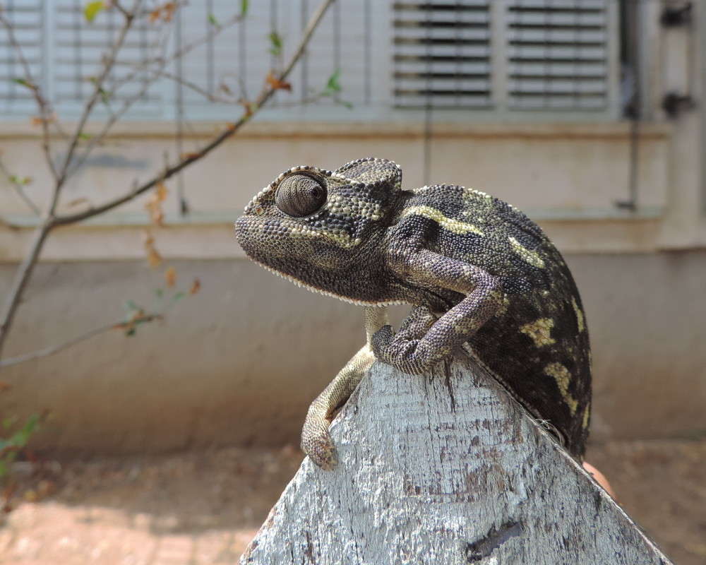 ������������ � ������... ����� Ron Levi �� PhotoGeek.ru #�������� ���