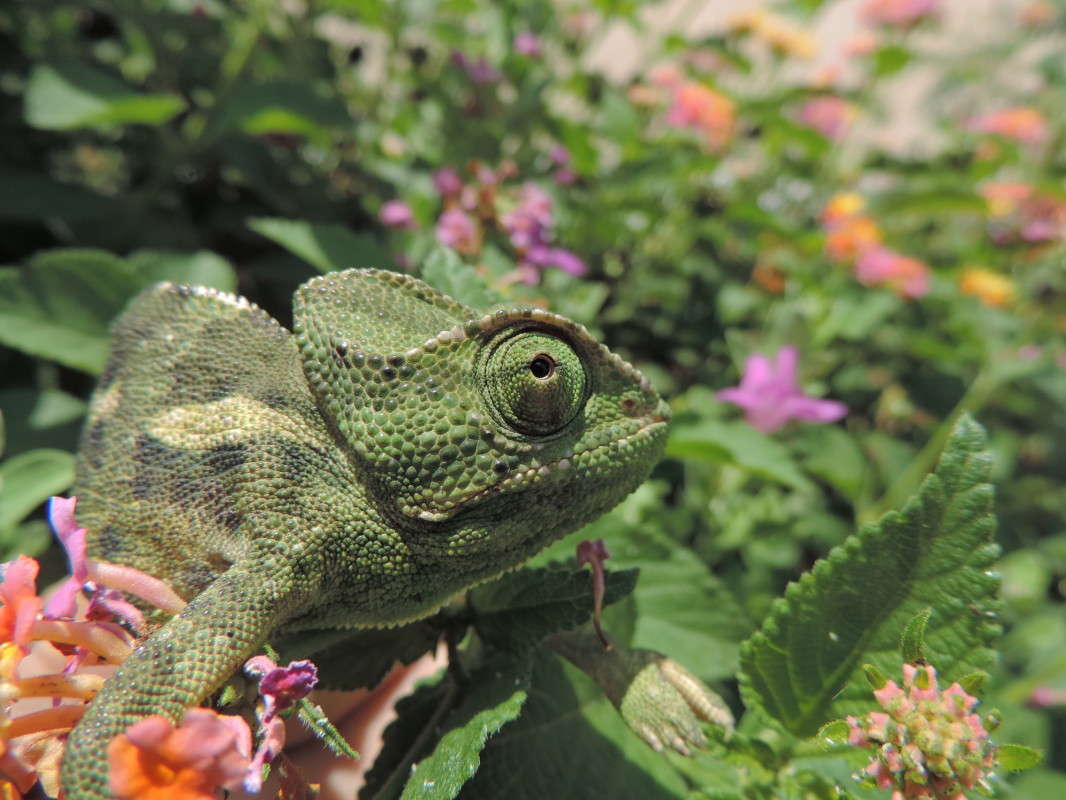 ��� �������, ����� ��������. ����� Ron Levi �� PhotoGeek.ru #�������� ���