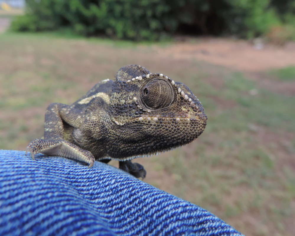 ������� ������. ����� Ron Levi �� PhotoGeek.ru #�������� ���