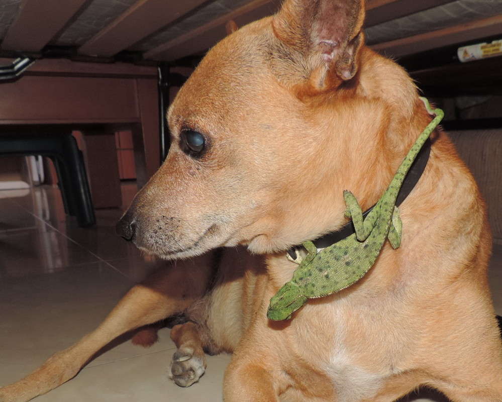 ���� ��� ����� �� �������, �� �� �����������, �������� �������. �� ��� ��� �������� ������. ����� Ron Levi �� PhotoGeek.ru #�������� ���