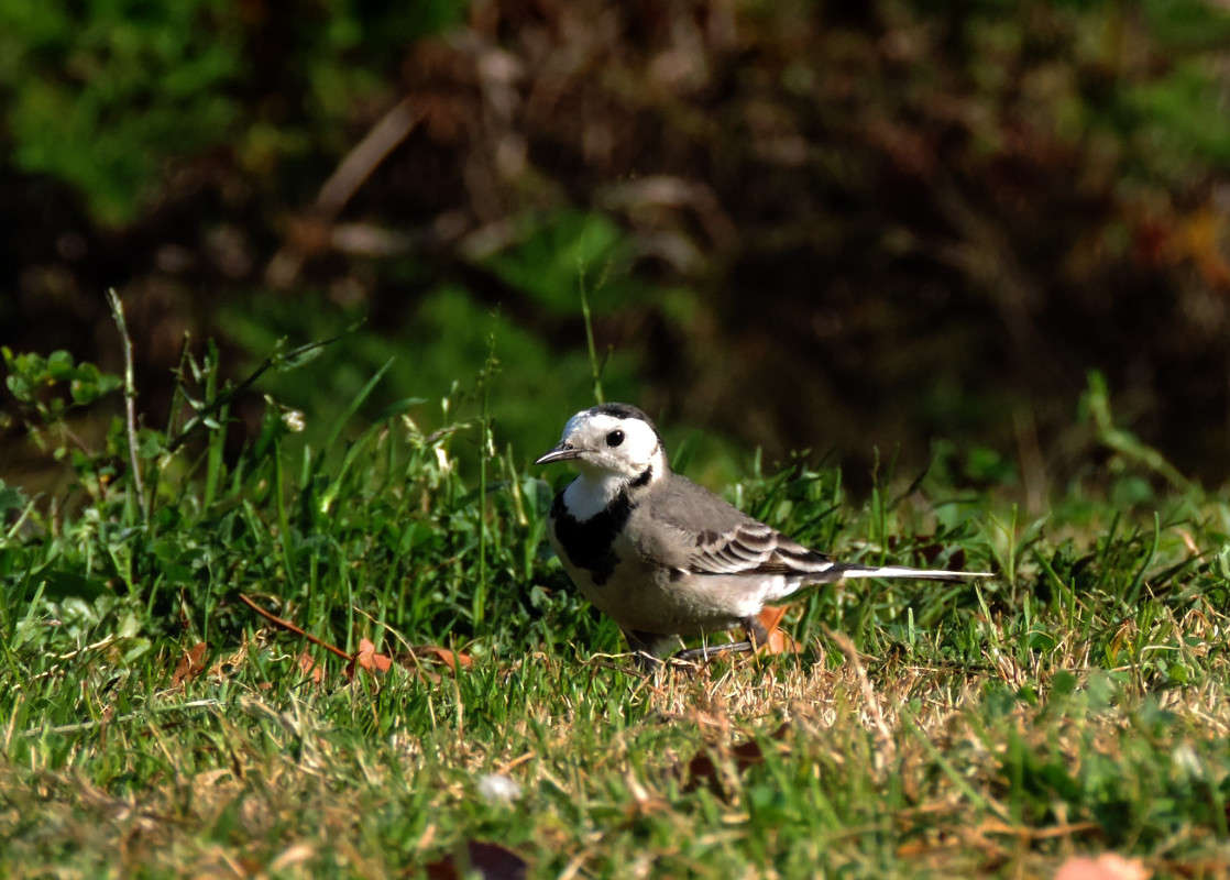 �����-�� ������? ����� Ron Levi �� PhotoGeek.ru #�������� ���