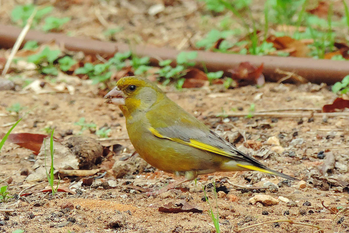 � ��� ���? ����� Ron Levi �� PhotoGeek.ru #�������� ���