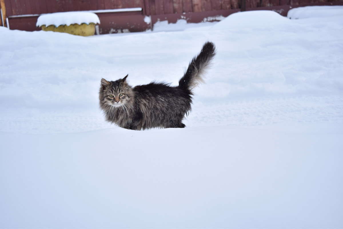 Собачий холод автор Ольга Разумовская на PhotoGeek.ru #Животный мир #Пейзаж или природа #Кот