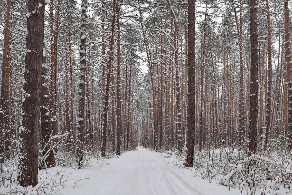 Дорога в зимнем лесу автор Ольга Разумовская на PhotoGeek.ru #Пейзаж или природа #Живая растительность #Лес #Сосновый бор