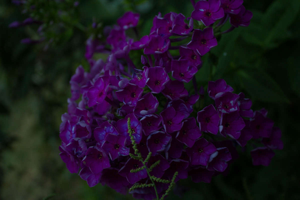 *** ����� �����  �� PhotoGeek.ru #����� #������ ��� ������� #����� ��������������