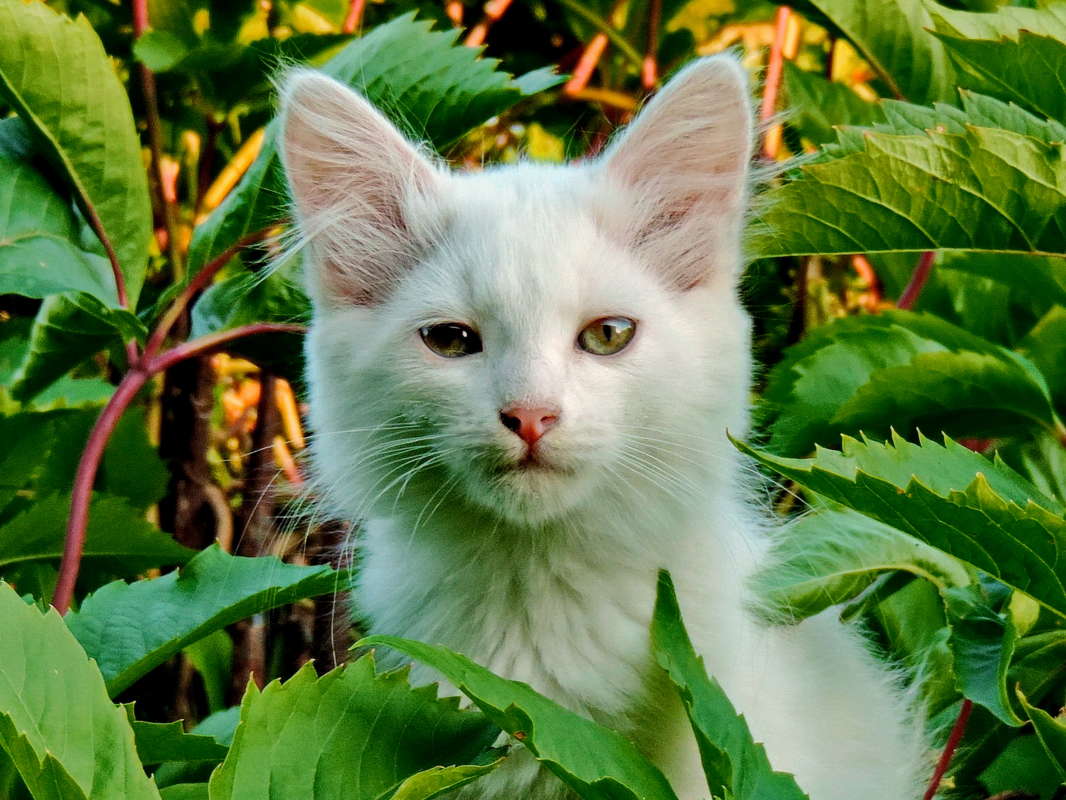 ���������. ����� ������� ��������� �� PhotoGeek.ru #������