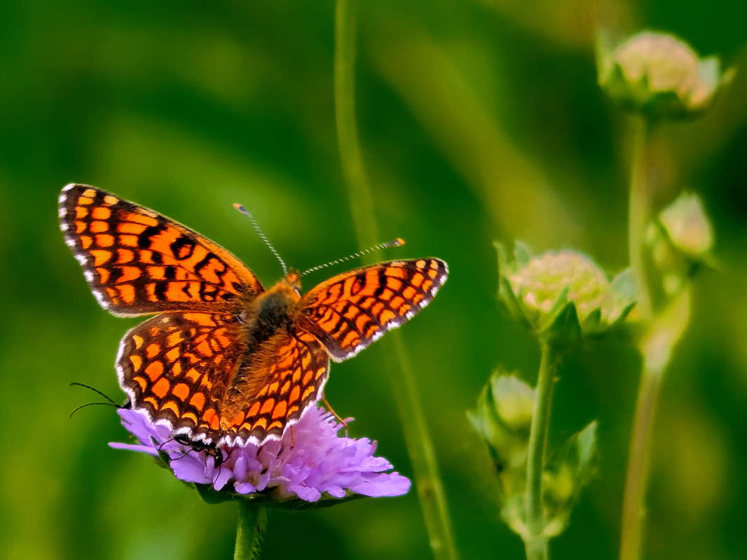 ��������� ����, ��������� ��������. ����� ������� ��������� �� PhotoGeek.ru #����� #������� #������