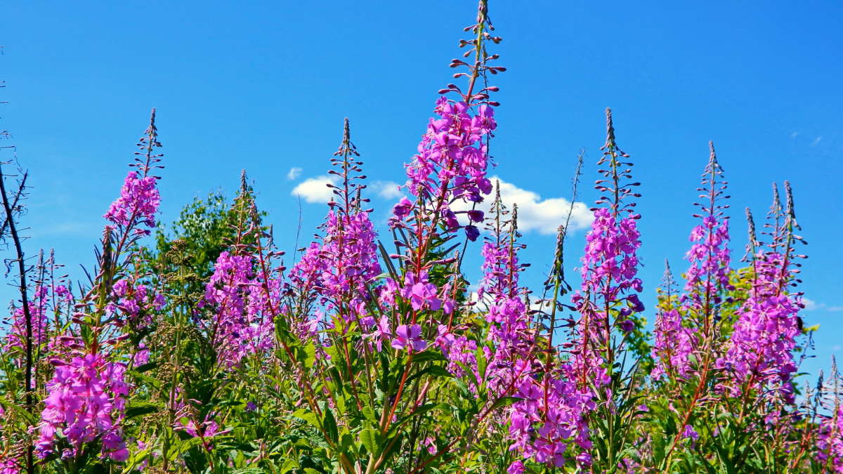 ������� �����. ����� ������� ��������� �� PhotoGeek.ru #������ ��� �������