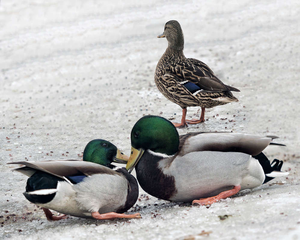 ������� ����� ������ ������� �� PhotoGeek.ru #�������� ��� #����� ��� ��� ���������