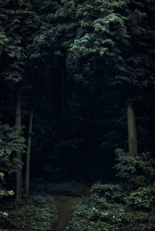 forest ����� Sergey  �� PhotoGeek.ru #������ ��� ������� #����� �������������� #����� ��������