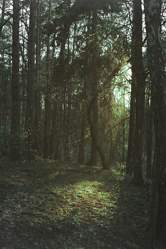 forest  Sergey   PhotoGeek.ru #  