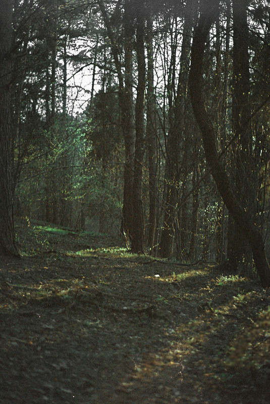 forest  Sergey   PhotoGeek.ru #  