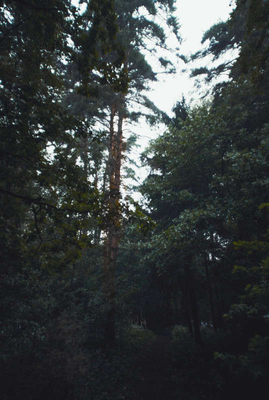 forest ����� Sergey  �� PhotoGeek.ru #������ ��� �������