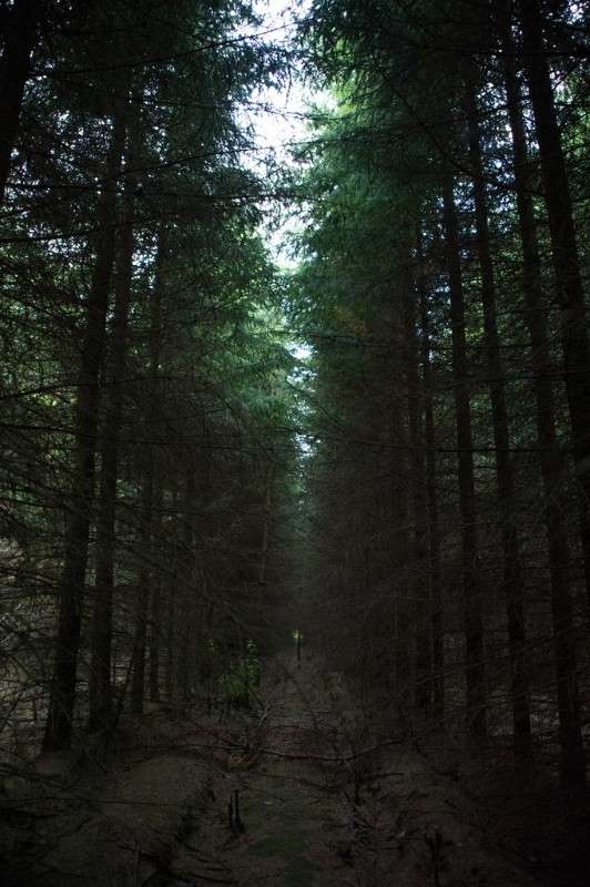 needles ����� Sergey  �� PhotoGeek.ru #������ ��� ������� #����� ��������������