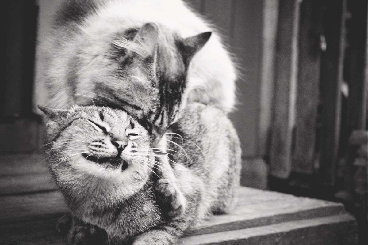 Cat love     PhotoGeek.ru #  # 