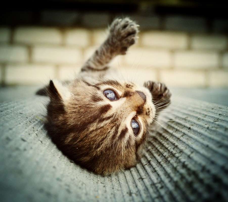 Kitty     PhotoGeek.ru # #  #Cat #    # #