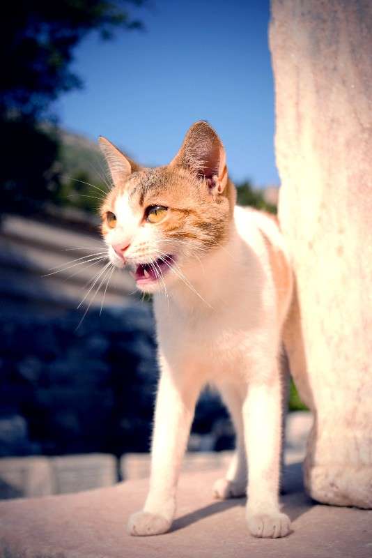 ������. ���� - ����� ����� ����� ���������  �� PhotoGeek.ru #�������� ��� #Cat #���