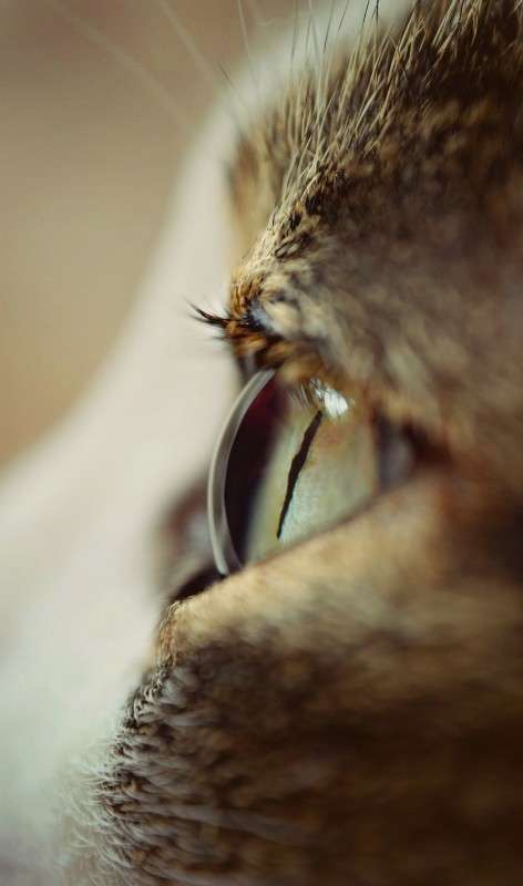 Eye ����� ���������  �� PhotoGeek.ru #����� #�������� ��� #���